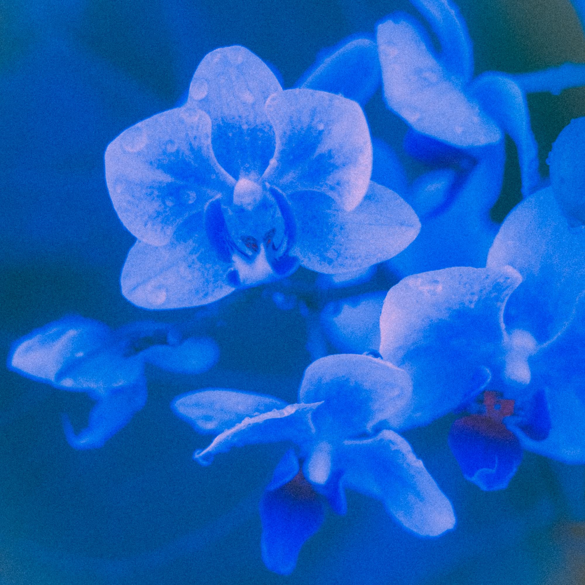 Blue-toned close-up of orchid flowers filling the frame.