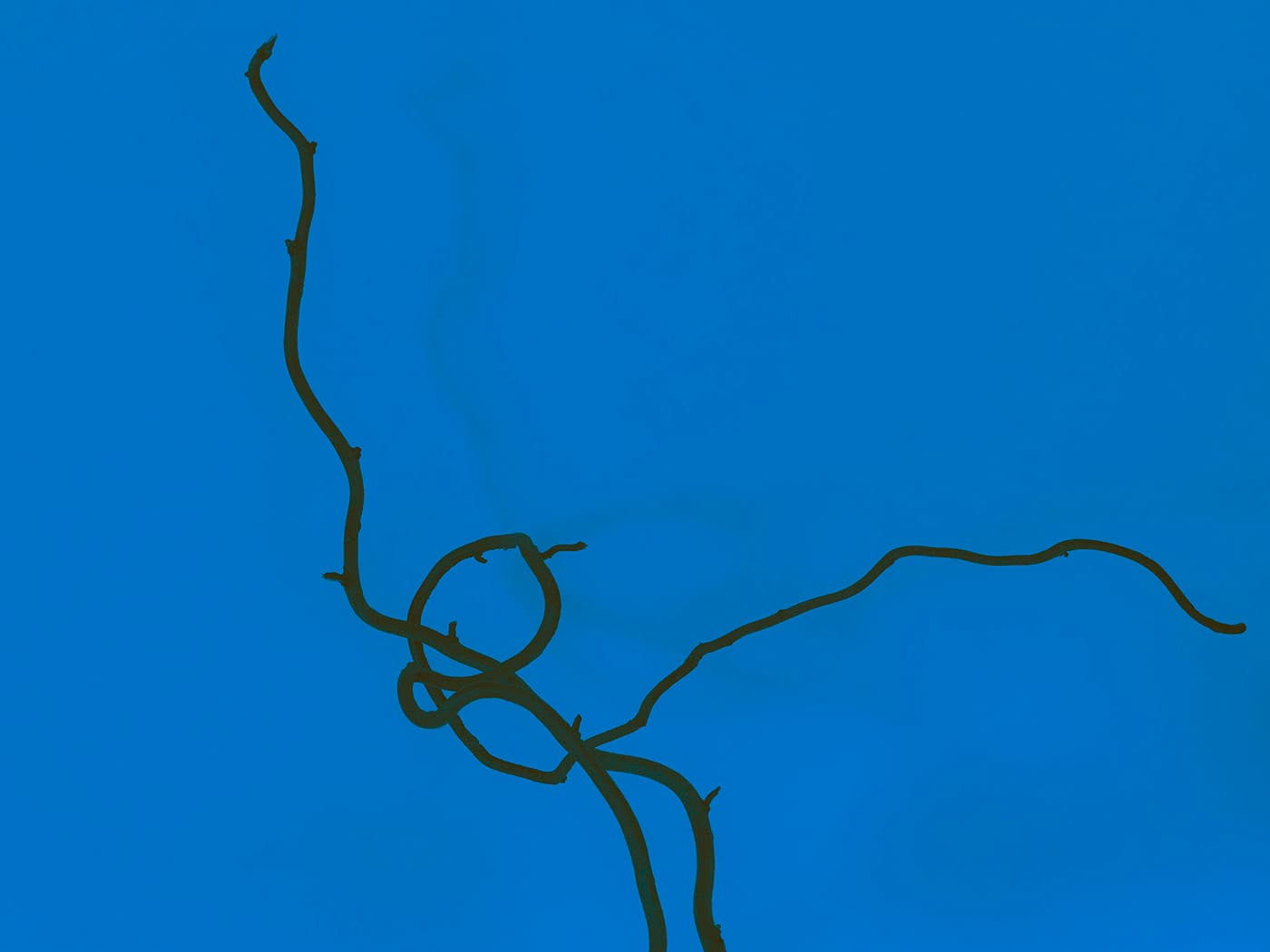 Dark twisting vine silhouetted against a vivid blue background.