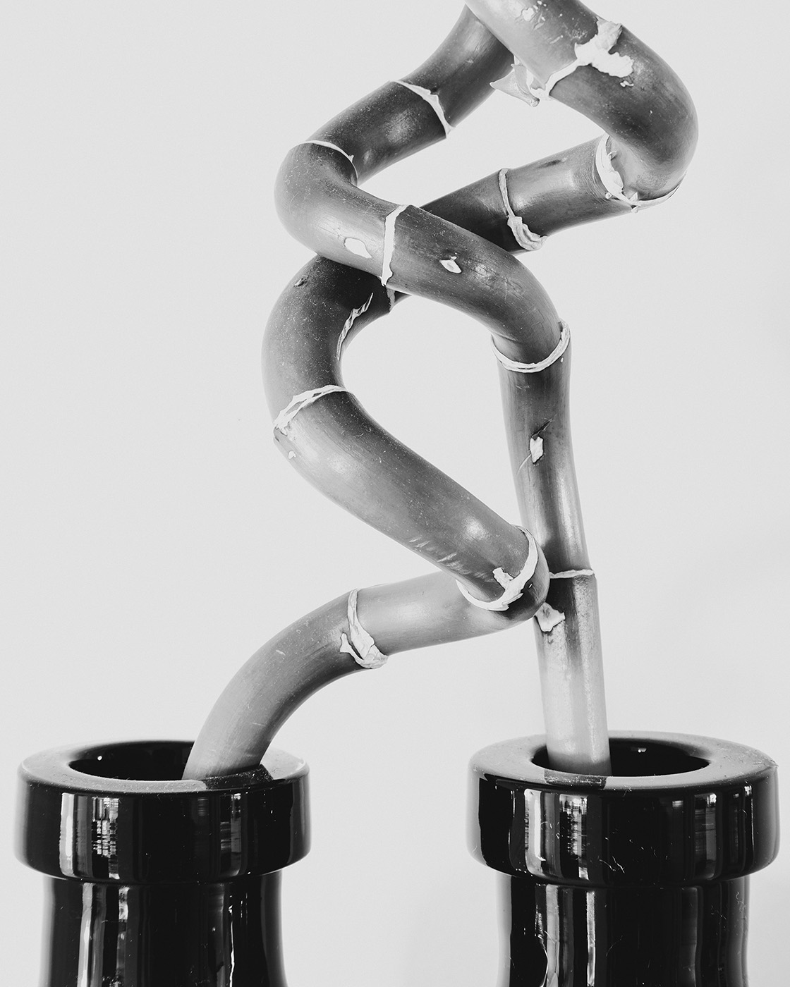 Black and white close-up of twisted plant stems in two glossy black pots.