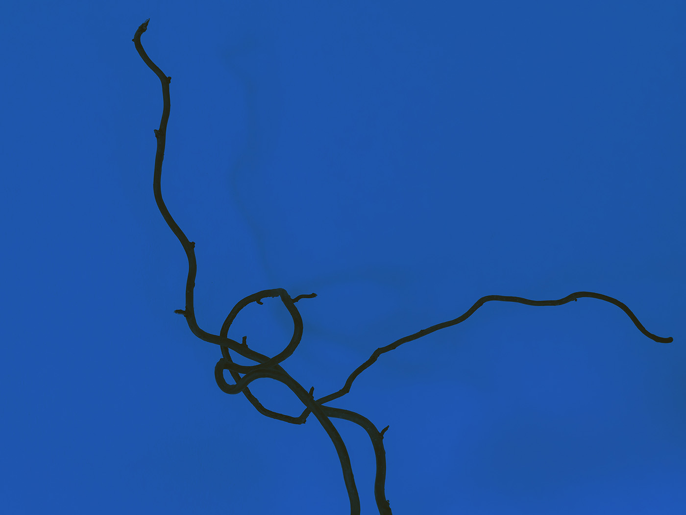 Dark twisting vine silhouetted against a vivid blue background.