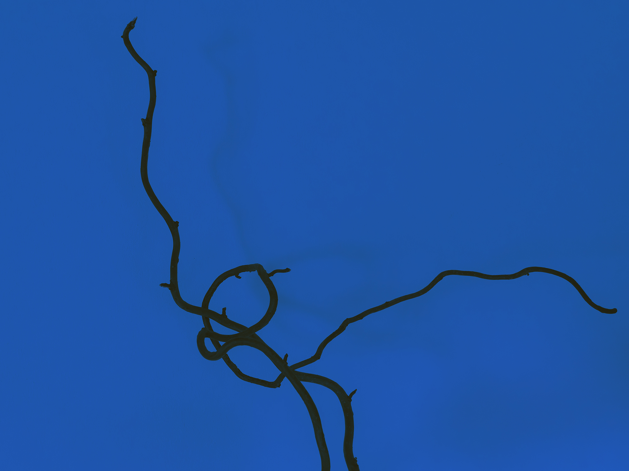 Dark twisting vine silhouetted against a vivid blue background.