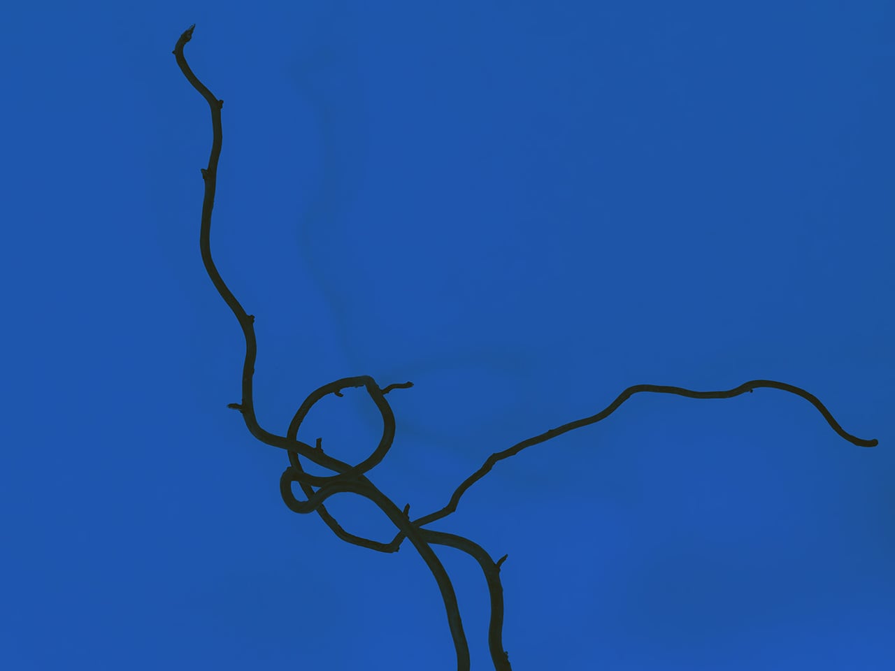 Twisting bare branches against a vivid blue background.