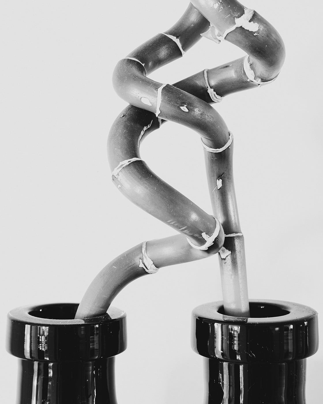 Black and white close-up of twisted plant stems in two glossy black pots.